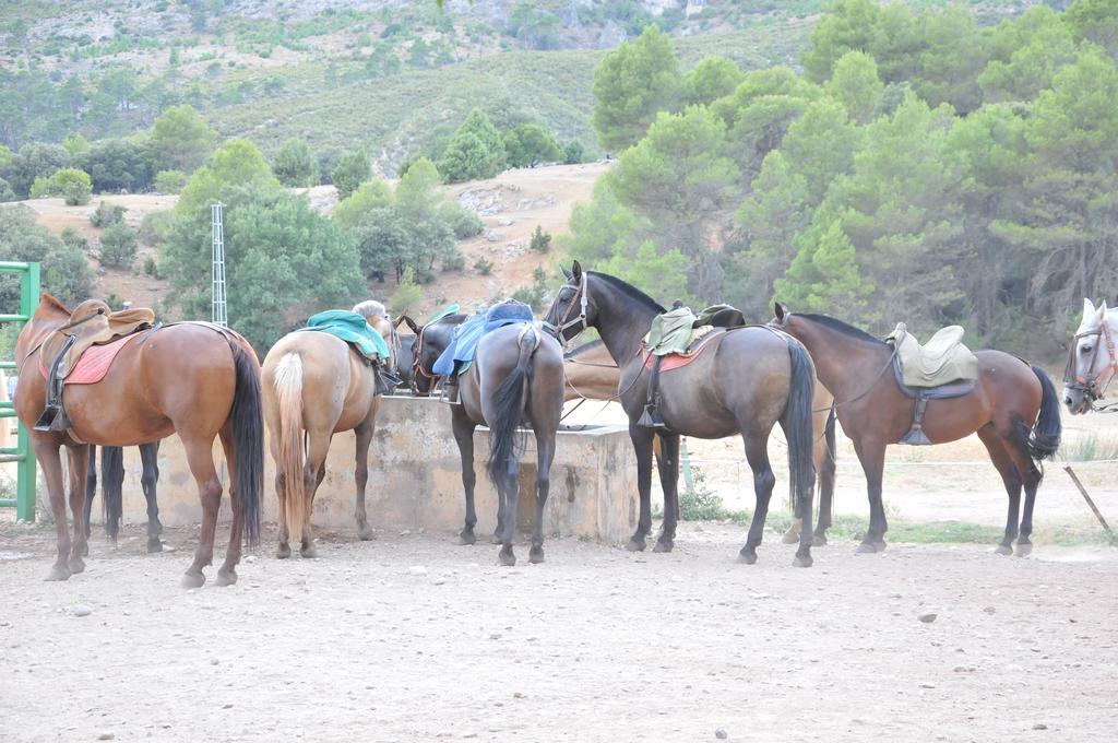 Alojamientos Rural Tejerina Arroyo Frio Dış mekan fotoğraf